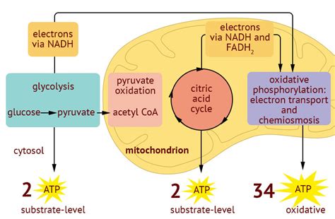 Cellular Respiration Diagram | Quizlet