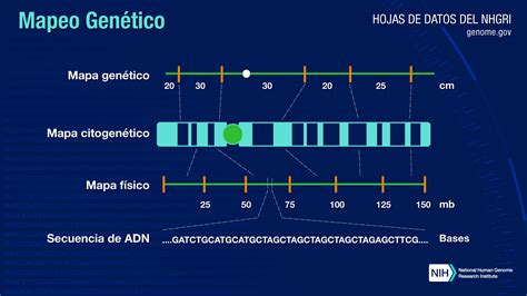 How Do You Map A Genome In Situ Hybridization Map Dia - vrogue.co