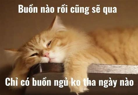 Meme Mèo Ngủ Dễ Thương: 39+ Hình Ảnh Mèo Ngủ Cute Nhất