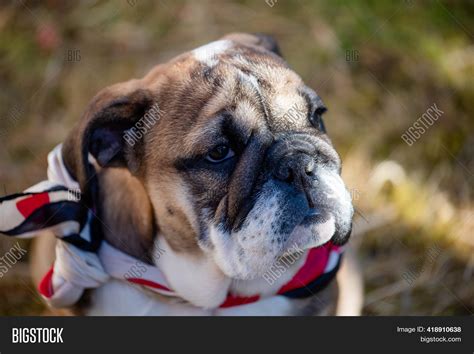 Puppy Red English Image & Photo (Free Trial) | Bigstock