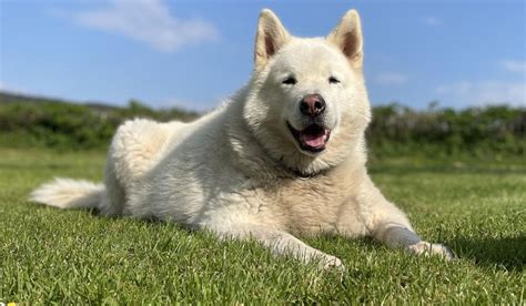 Akita Names | Top 100 Female & Male Names | BorrowMyDoggy