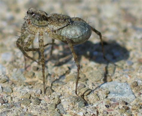 Female Wolf Spider with egg sac | On the edge of a city wadi… | Flickr