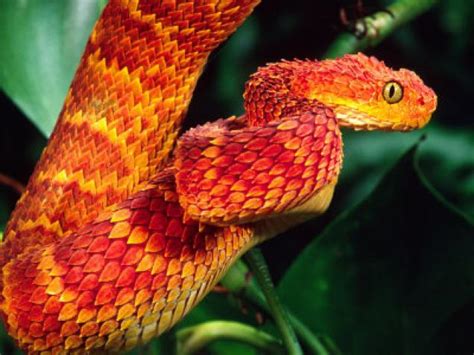 22 Pics of the Coolest Poisonous Snake in the World - the African Bush Viper - Wow Gallery ...