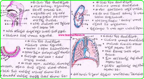 10th / SSC Biology Diagrams Public Exam for AP / TS Students | CET Notification Online Apply ...