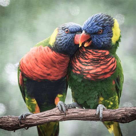 Do Birds Kiss Each Other? - Happy Birding