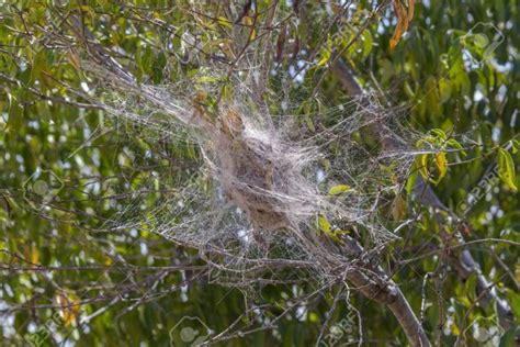 What Spiders Build Webs in Trees & How to Remove Them? - Pope Tree Service