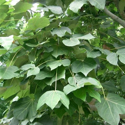 Buy Chinese Parasol Tree (Firmiana Simplex) 5 seeds online :: Seeds :: HobbySeeds Store