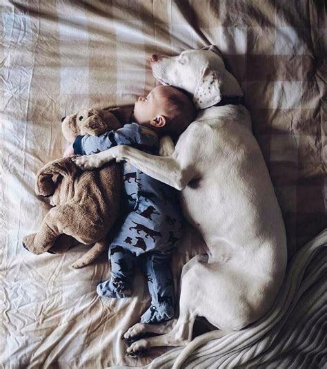 Cuddle Time - OMG I love this | Sleeping puppies, Baby dogs, Animals