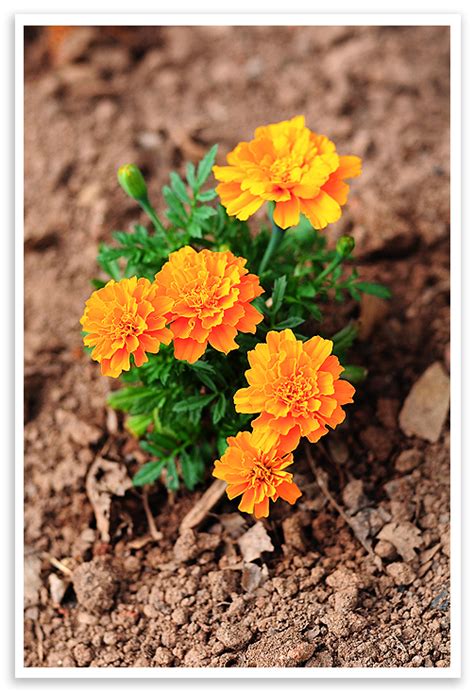 Tips for growing Marigolds | She Wears Many Hats