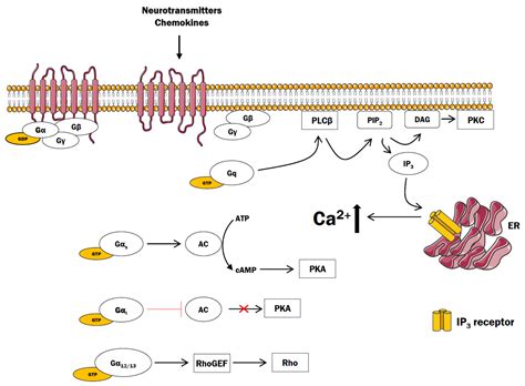 Cells | Free Full-Text | The Role of G Protein-Coupled Receptors (GPCRs) and Calcium Signaling ...