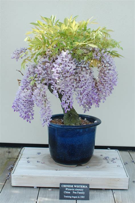 Chinese Wisteria Bonsai Tree | Men In Black | Flickr