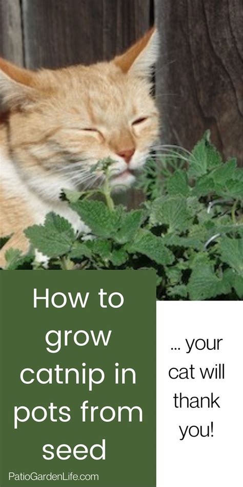 How to grow catnip from seed in 2021 | Growing catnip, Growing seeds, Catnip plant