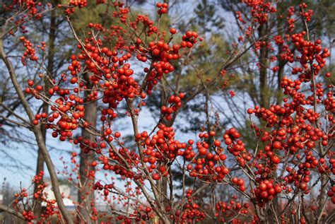 subjectiveday: Ilex verticillata, berries, and the definition of a cultivar