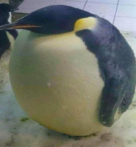 Fat Penguin - Meme Guy