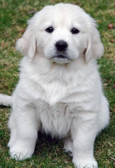 Pin by Dominique Blanchart on Mes ️de Golden et leurs amis. | Retriever puppy, White golden ...