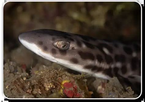 Coral Catshark– Facts, Size, Behavior, Diet, Pictures