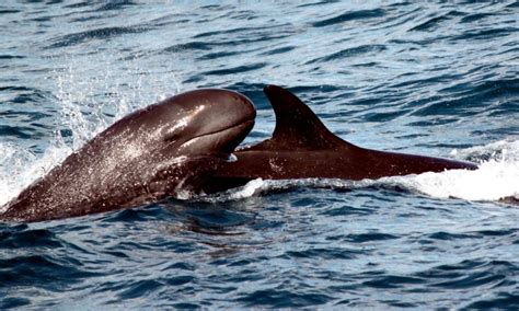 Pygmy Killer Whale – "OCEAN TREASURES" Memorial Library