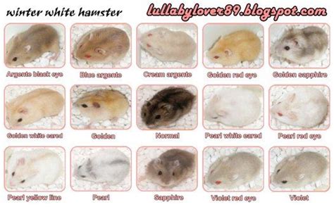 Syrian Hamster Colors Genetics