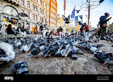 Duiven hi-res stock photography and images - Alamy