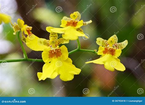 Oncidium(orchid) stock photo. Image of flowers, bloom - 34793418