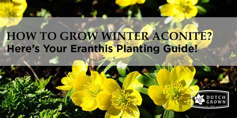 yellow flowers with the words how to grow winter aconite? here's your plants planting guide