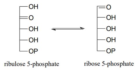 Solved The enzyme ribulose-5-phosphate isomerase (EC | Chegg.com