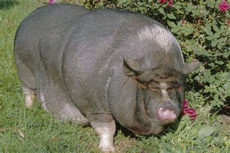 Fattest Pig in the World! | Fat animals, Fat dogs, Cute guinea pigs