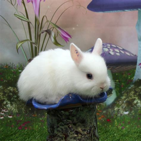 Netherland Dwarf rabbit Rabbits For Sale | Natick, MA #273056