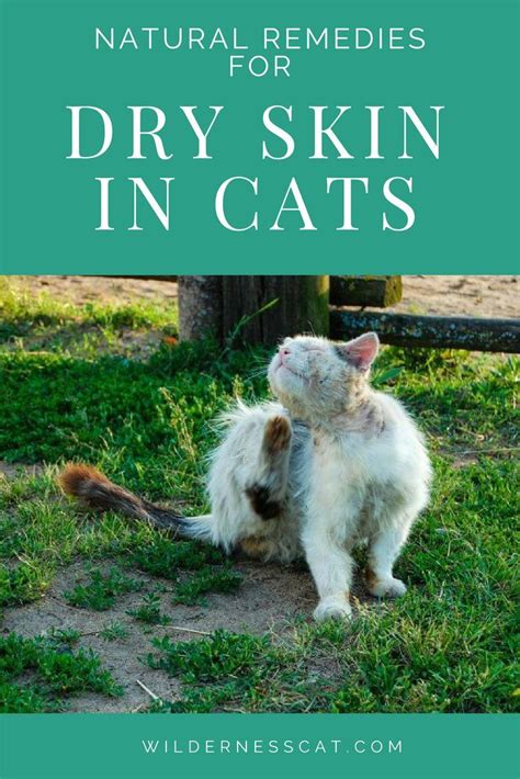 Home Remedies for Cats with Dry Skin - Soothe Naturally! | Cat skin, Cat skin problems, Dry skin