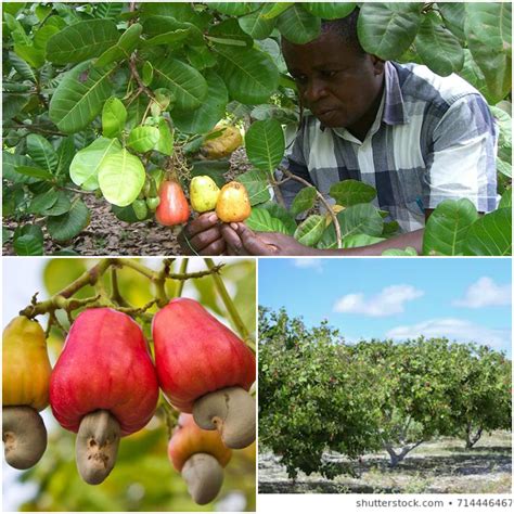 Cashew farmers angry with one-month-old Tree Crops Development Authority already - Adomonline.com