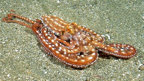 Octopus | Octopus, Octopus pictures, Cephalopod