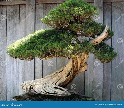 Miniature Tree Royalty Free Stock Image - Image: 10720516