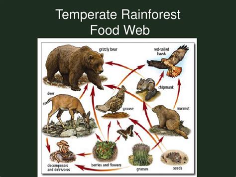 PPT - Temperate Rainforest PowerPoint Presentation, free download - ID:1470043