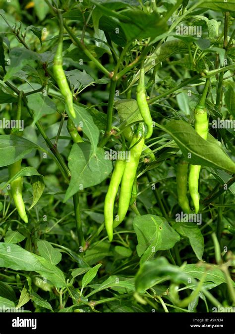 Green Chilli plant Stock Photo - Alamy