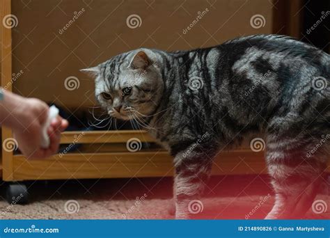 A Cute Well-groomed Cat at Home Stock Photo - Image of mammal, fluffy ...