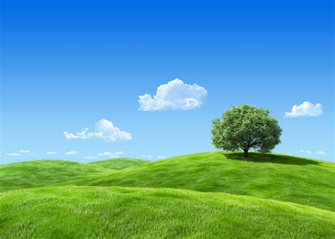 Green Meadow Blue Sky Wallpaper Wall Mural