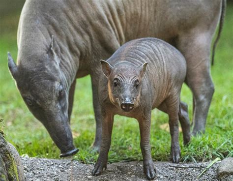 Baby Babirusa piglet now can be seen at Disney's Animal Kingdom