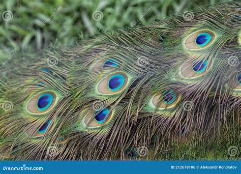 Colored Background of Pheasant Tail Feathers. Wallpaper and Texture Stock Photo - Image of ...