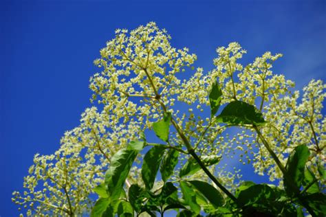 Free Images : tree, branch, blossom, flower, food, produce, plants, shrub, viburnum, common ...