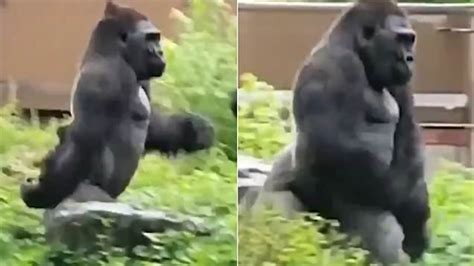 √ダウンロード i love you baby gorilla meme 252153-I love you baby gorilla ...