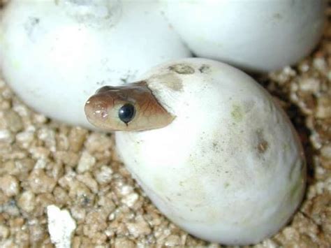 20 Animal Babies That Are Cuter Than People Babies | Baby snakes, Baby animals, Cute baby animals