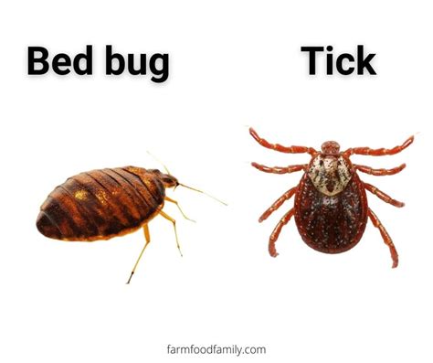 Bed Bugs Vs. Ticks Side By Side: Similarities and Differences (Photos)