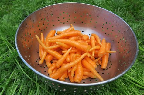 Upland: Unthinned Carrot Bed Harvest