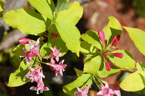 Care, Growing Information for Weigela Bushes