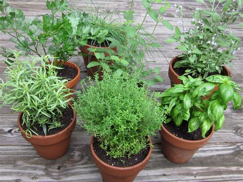 Do You Know How Easy it is to Start Your First Herb Garden? | NaturalAlternativeRemedy