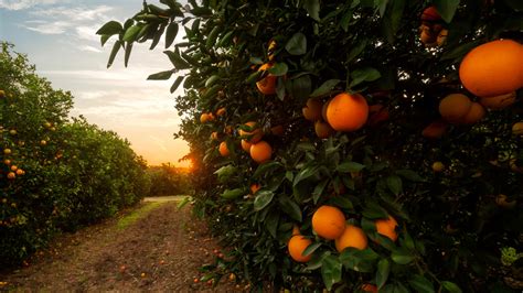 The Science Behind Seedless Oranges