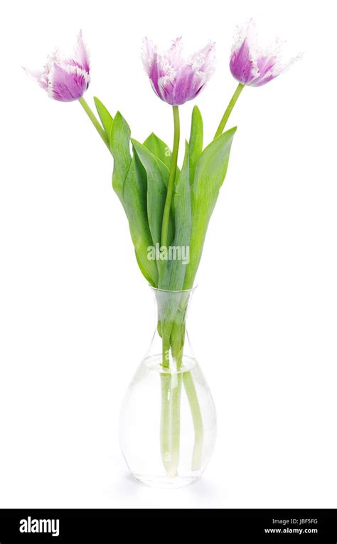 pink tulips on white background Stock Photo - Alamy