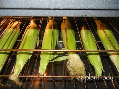 Sweet Corn Harvest and Super Easy Way to Cook It - Ramblings from a Desert Garden