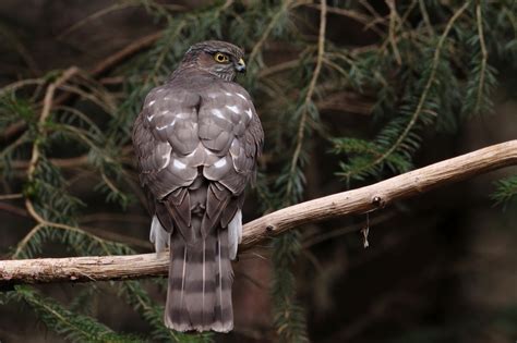 Eurasian sparrowhawk | BirdForum