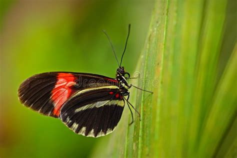 Butterfly Heliconius Melpomene, in Nature Habitat. Nice Insect from Costa Rica in the Green ...